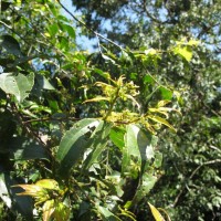 Celtis philippensis Blanco